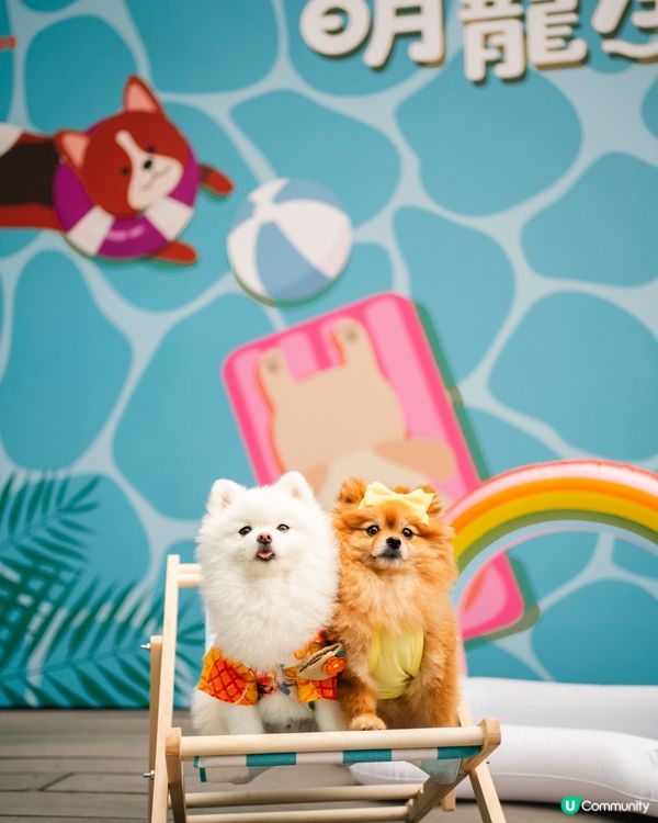 🐶💦 沙田寵物潑水節！帶寵物一齊買傢俬即享45折消費賞🛍️