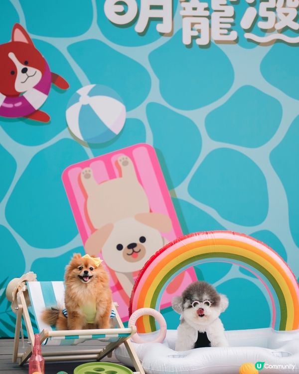 🐶💦 沙田寵物潑水節！帶寵物一齊買傢俬即享45折消費賞🛍️