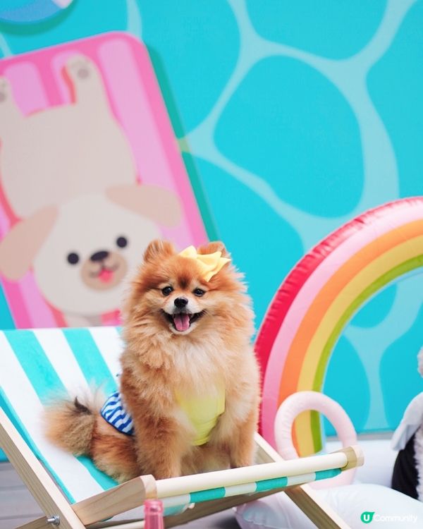 🐶💦 沙田寵物潑水節！帶寵物一齊買傢俬即享45折消費賞🛍️