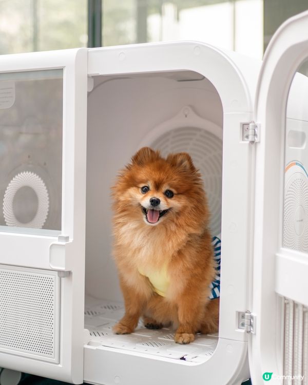 🐶💦 沙田寵物潑水節！帶寵物一齊買傢俬即享45折消費賞🛍️