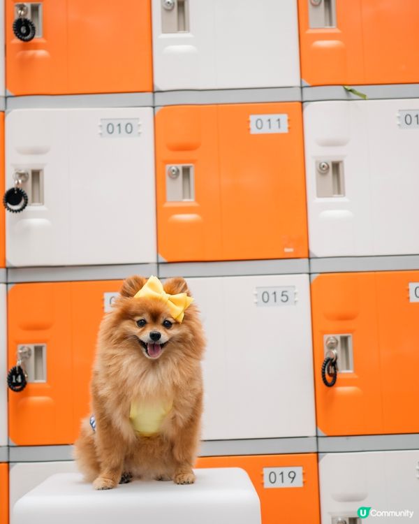 🐶💦 沙田寵物潑水節！帶寵物一齊買傢俬即享45折消費賞🛍️