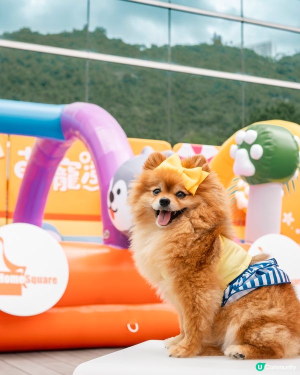 🐶💦 沙田寵物潑水節！帶寵物一齊買傢俬即享45折消費賞🛍️