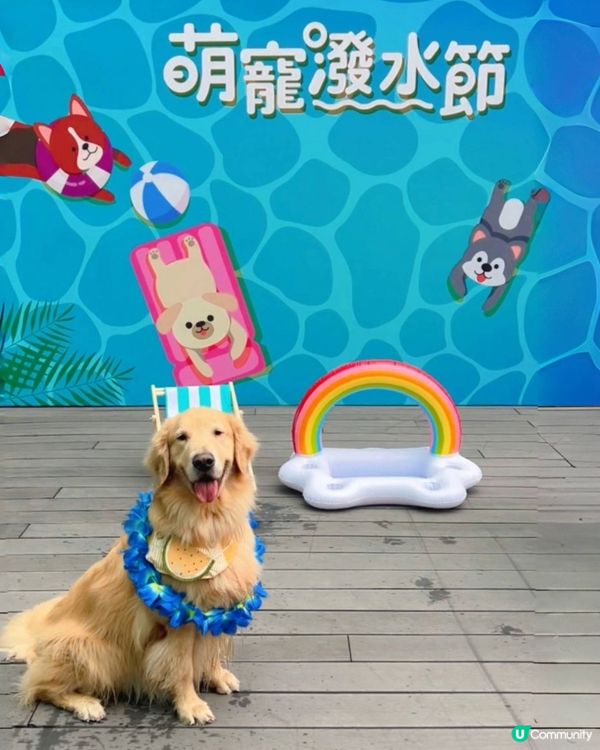 🐶💦 夏日玩水狂歡！  #萌寵潑水節