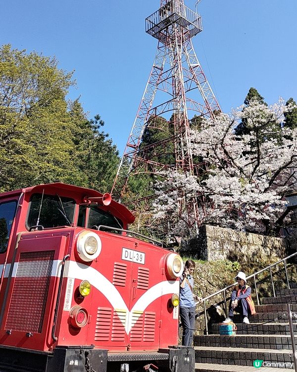 🌸台灣阿里山必去打卡熱點🔥櫻花鐵道景色超靚💜
