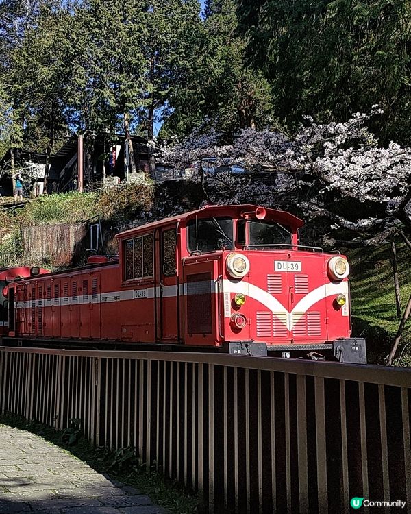 🌸台灣阿里山必去打卡熱點🔥櫻花鐵道景色超靚💜