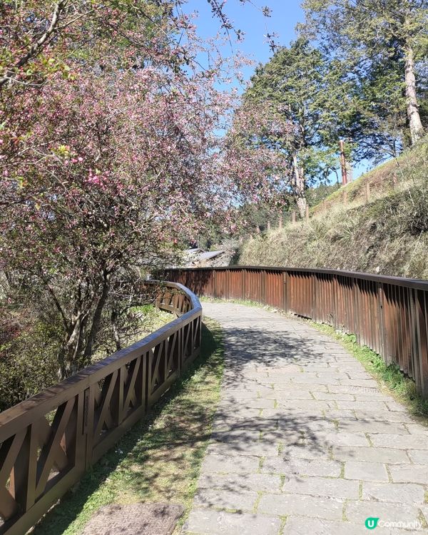 🌸台灣阿里山必去打卡熱點🔥櫻花鐵道景色超靚💜
