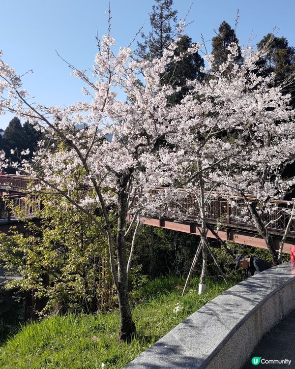 🌸台灣阿里山必去打卡熱點🔥櫻花鐵道景色超靚💜