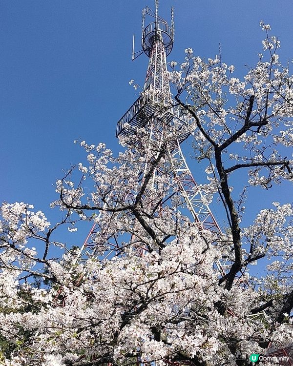 🌸台灣阿里山必去打卡熱點🔥櫻花鐵道景色超靚💜