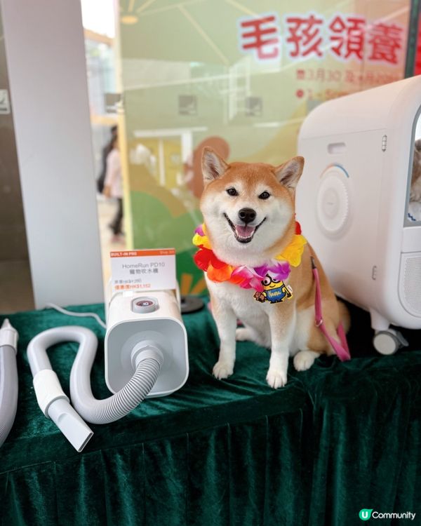 萌寵潑水節:HomeSquare🔫