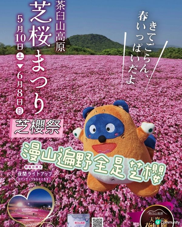 粉紅色的芝櫻毛毯🌸茶臼山高原芝櫻祭