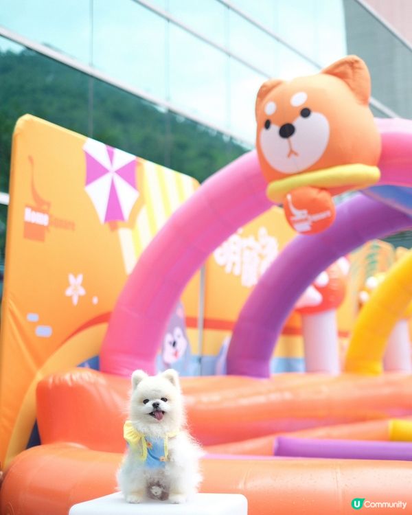 估唔到香港有寵物潑水節💦好興奮呀😀