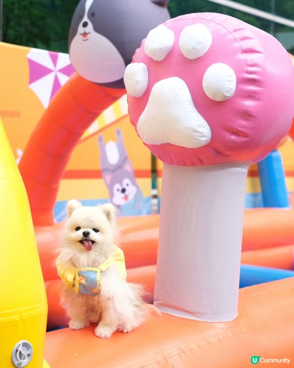 估唔到香港有寵物潑水節💦好興奮呀😀