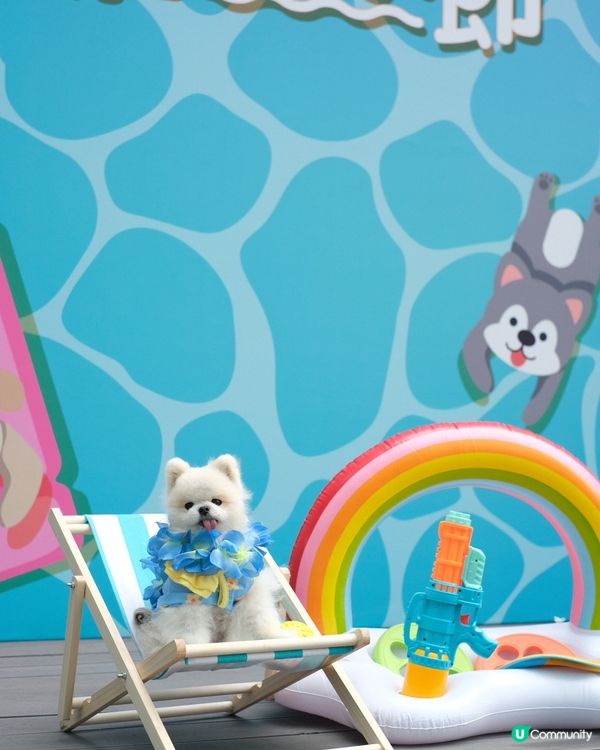 估唔到香港有寵物潑水節💦好興奮呀😀