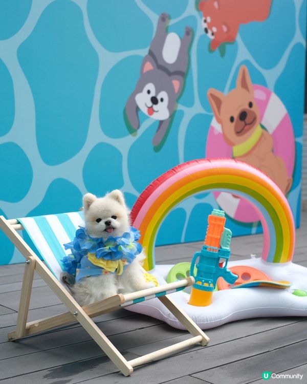 估唔到香港有寵物潑水節💦好興奮呀😀