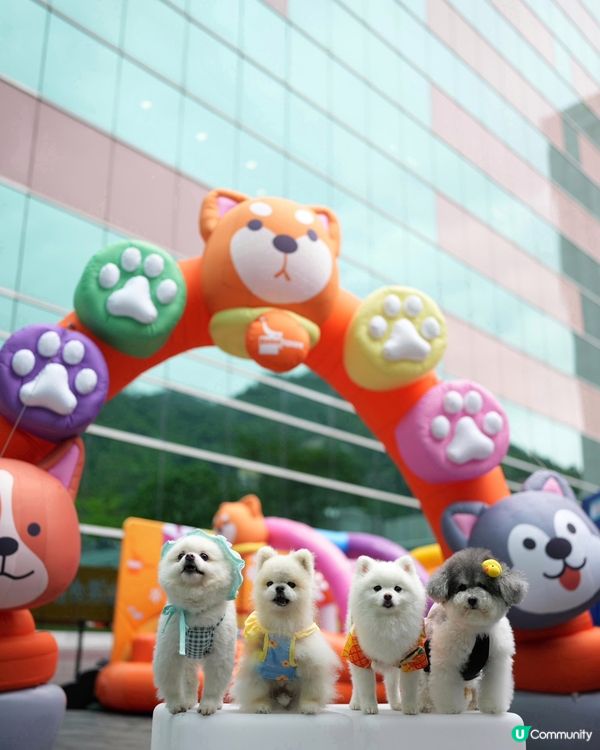 估唔到香港有寵物潑水節💦好興奮呀😀