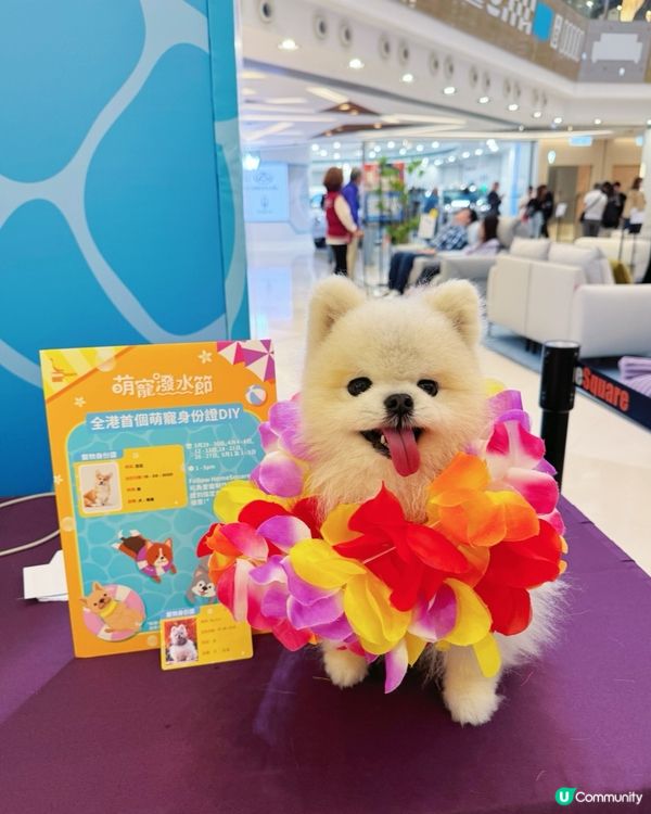 估唔到香港有寵物潑水節💦好興奮呀😀
