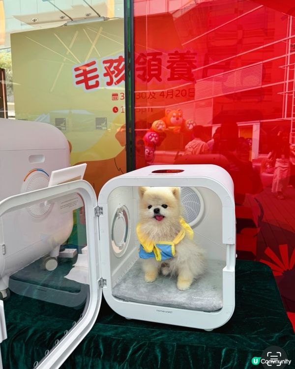 估唔到香港有寵物潑水節💦好興奮呀😀