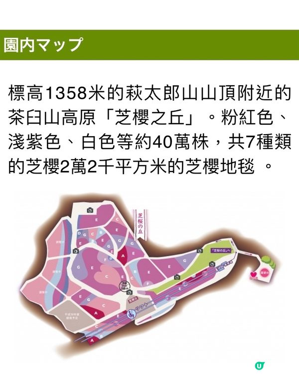 粉紅色的芝櫻毛毯🌸茶臼山高原芝櫻祭