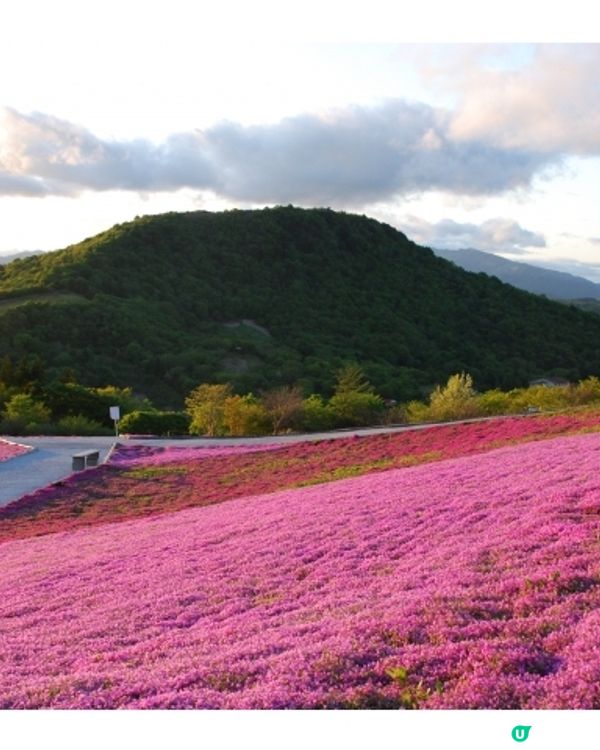 粉紅色的芝櫻毛毯🌸茶臼山高原芝櫻祭