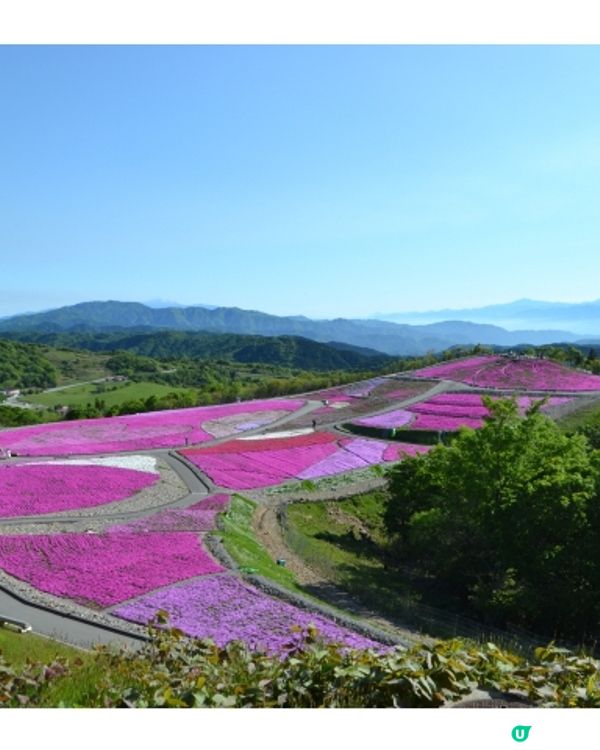 粉紅色的芝櫻毛毯🌸茶臼山高原芝櫻祭