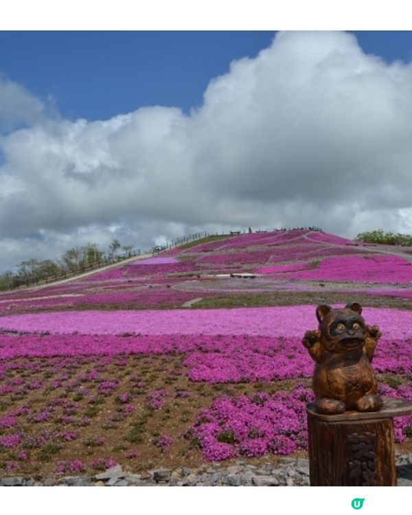 粉紅色的芝櫻毛毯🌸茶臼山高原芝櫻祭