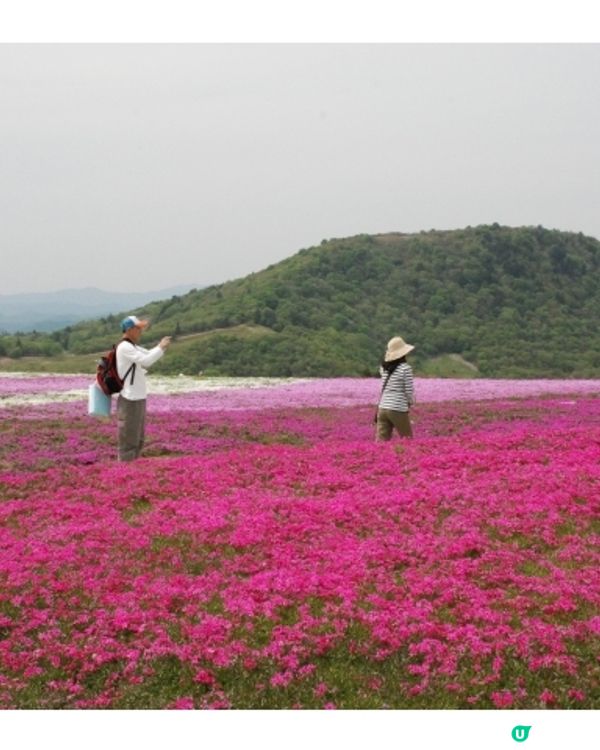 粉紅色的芝櫻毛毯🌸茶臼山高原芝櫻祭