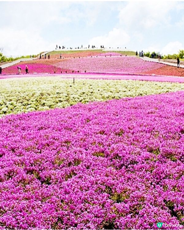 粉紅色的芝櫻毛毯🌸茶臼山高原芝櫻祭