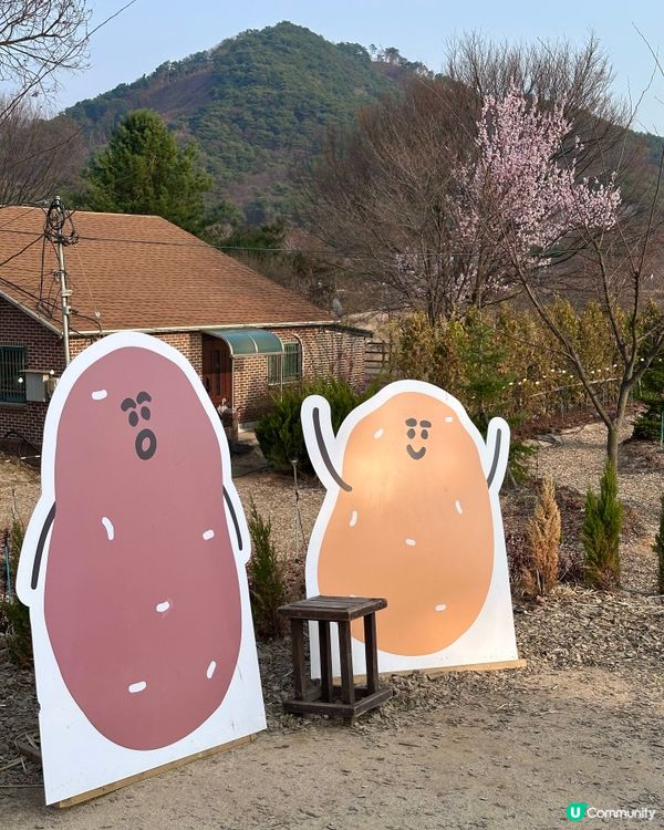 🇰🇷韓國春川必打卡「超可愛煙煙韌韌薯仔包」 