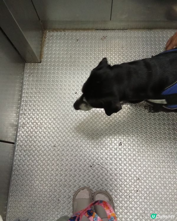 Dog walker 2025-404-620