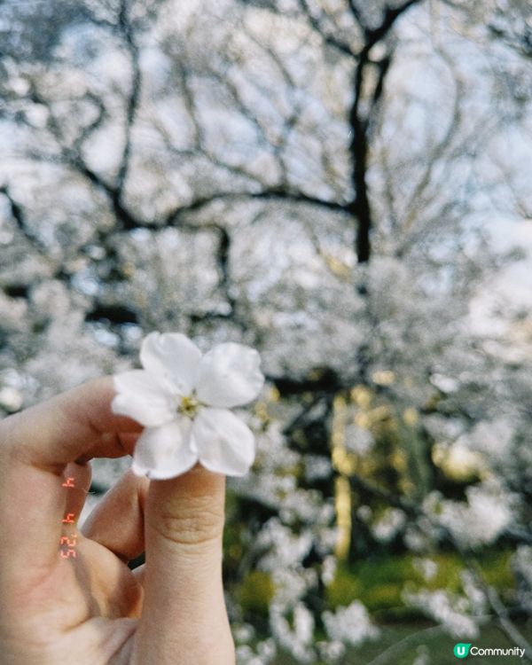 🌸 日本賞櫻初體驗！上野&新宿御苑美到爆！ 🤩