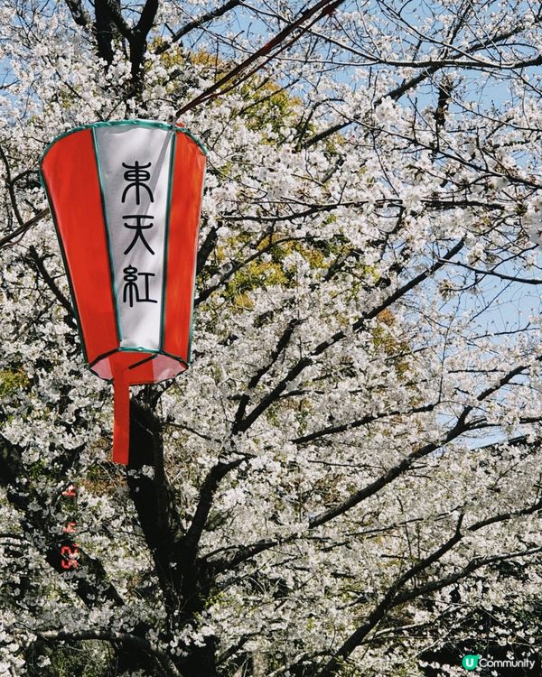 🌸 日本賞櫻初體驗！上野&新宿御苑美到爆！ 🤩
