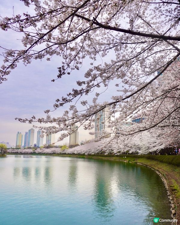 🇰🇷 韓國石村湖櫻花實測報告！夜櫻先係隱藏版靚景