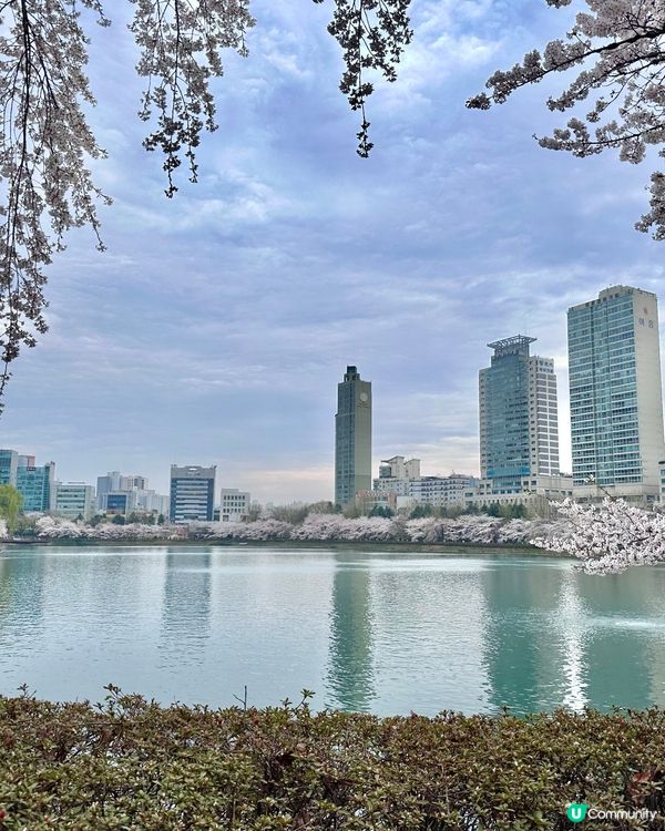 🇰🇷 韓國石村湖櫻花實測報告！夜櫻先係隱藏版靚景