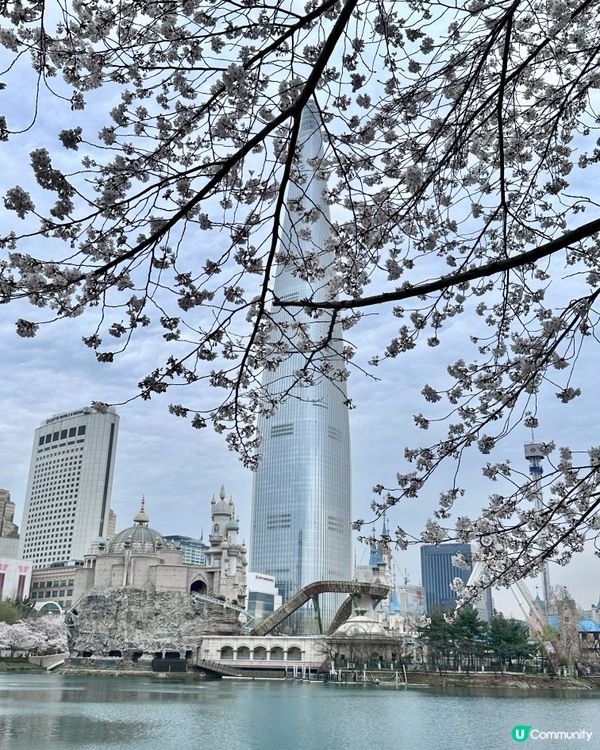 🇰🇷 韓國石村湖櫻花實測報告！夜櫻先係隱藏版靚景