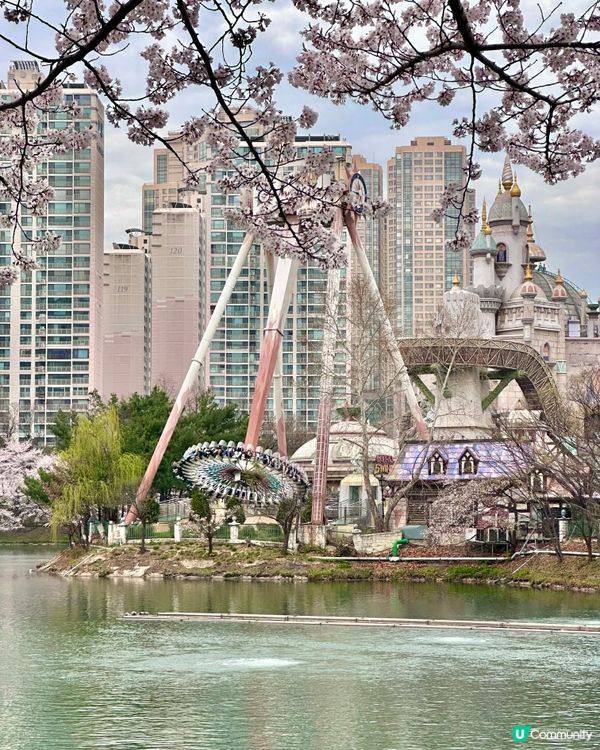 🇰🇷 韓國石村湖櫻花實測報告！夜櫻先係隱藏版靚景