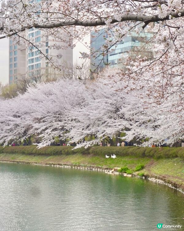 🇰🇷 韓國石村湖櫻花實測報告！夜櫻先係隱藏版靚景