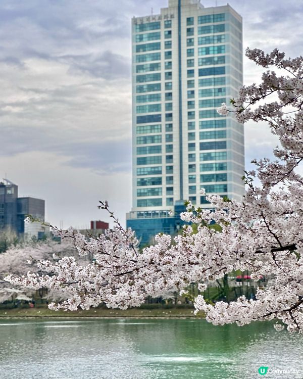 🇰🇷 韓國石村湖櫻花實測報告！夜櫻先係隱藏版靚景