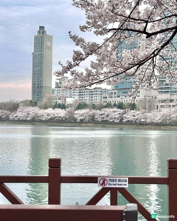 🇰🇷 韓國石村湖櫻花實測報告！夜櫻先係隱藏版靚景