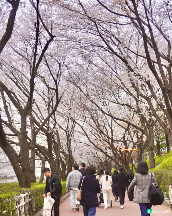 🇰🇷 韓國石村湖櫻花實測報告！夜櫻先係隱藏版靚景