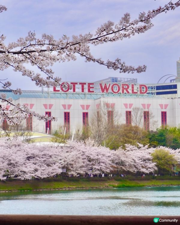 🇰🇷 韓國石村湖櫻花實測報告！夜櫻先係隱藏版靚景