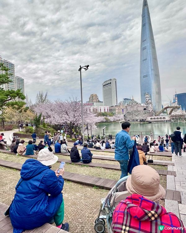 🇰🇷 韓國石村湖櫻花實測報告！夜櫻先係隱藏版靚景