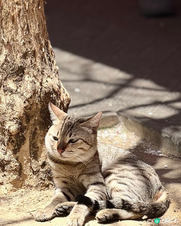 得意到，遇見佢地贏咗99%的人