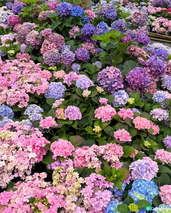 台北大森林公園｜城市裡的秘密花園