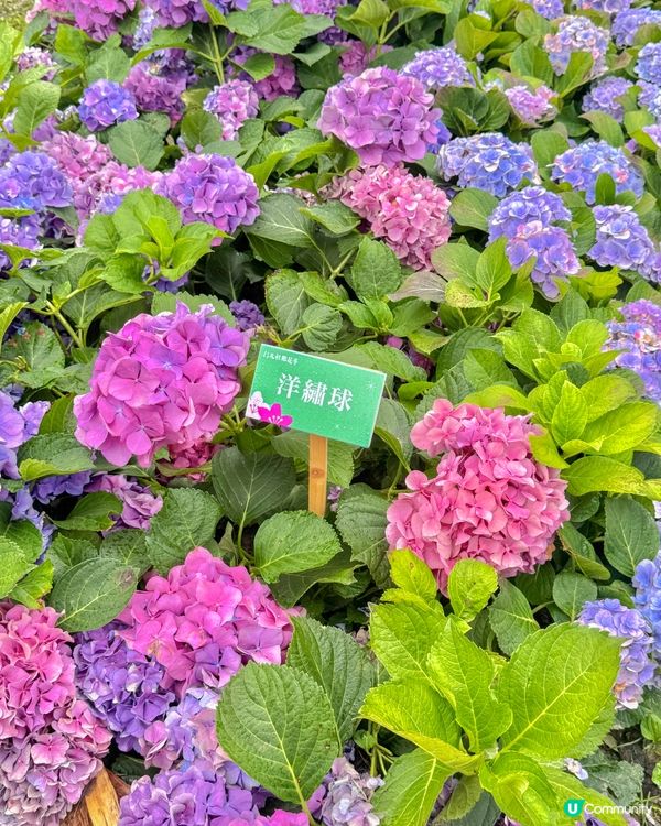 台北大森林公園｜城市裡的秘密花園