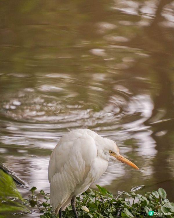 台北大森林公園｜城市裡的秘密花園