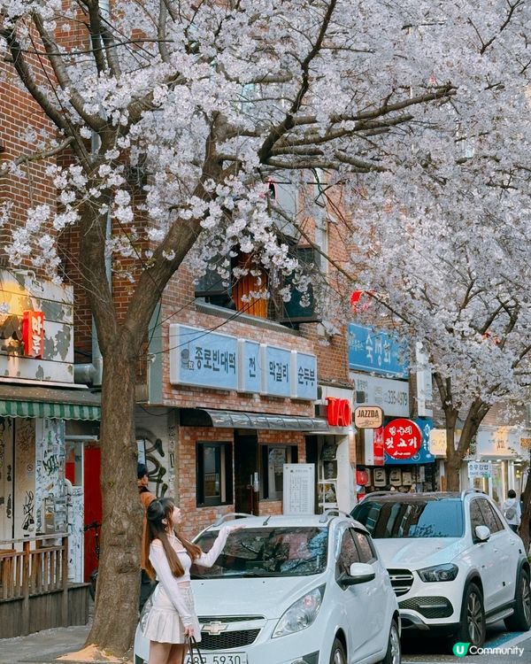 趕上櫻花末班車🌸4月首爾好浪漫