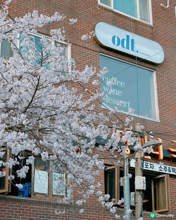 趕上櫻花末班車🌸4月首爾好浪漫