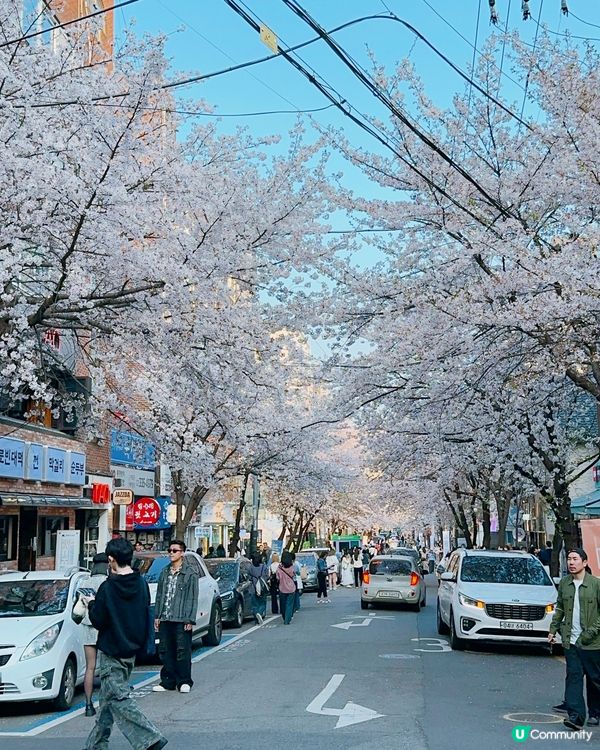 趕上櫻花末班車🌸4月首爾好浪漫