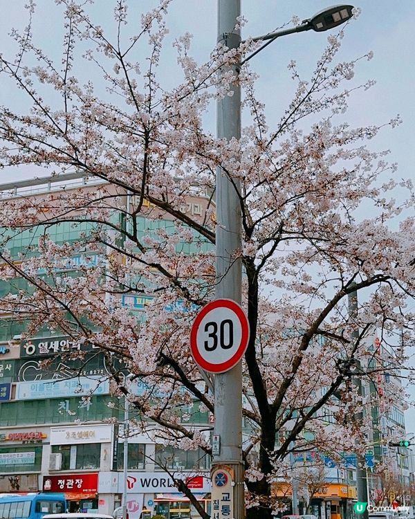 趕上櫻花末班車🌸4月首爾好浪漫