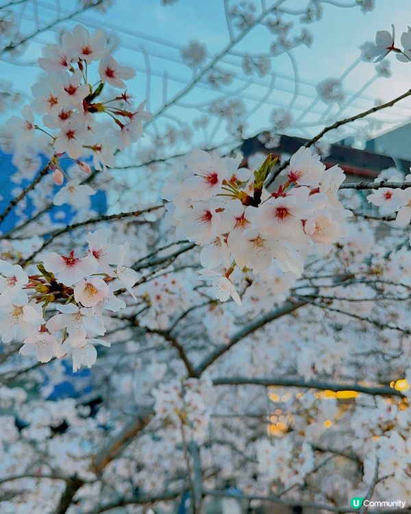 趕上櫻花末班車🌸4月首爾好浪漫